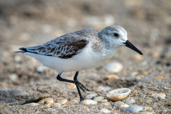 Sanderling 2491 by Matthew Lerman